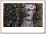 Waiting for Santa Paws